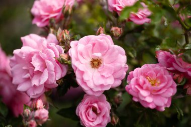 Güller ve yabani güllerle narin çiçekli çalılar.