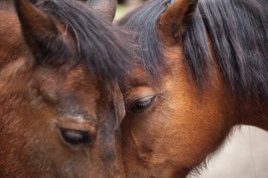 İki güzel zarif at poz veriyor, çiftlik hayatı.