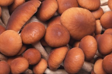 Lezzetli yemekler pişirmek için taze bal mantarı malzemeleri.