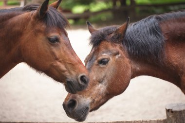 İki at burunlarını sürterek ayakta duruyor.