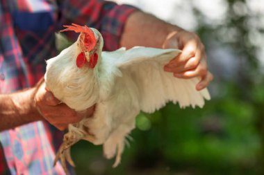 Çiftçi tavuk kanatları gösteriyor, sağlıklı bir kuşun gösterisi.