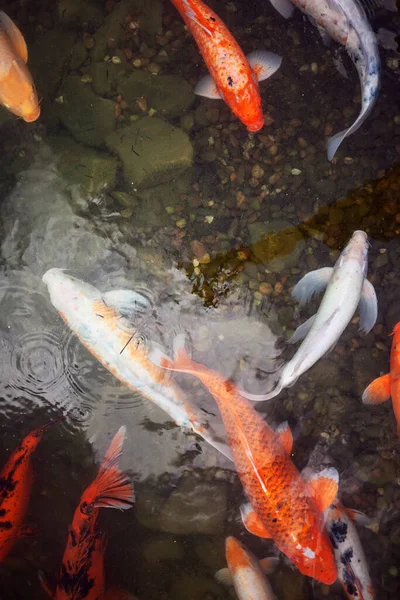 大きな美しい魚が睡蓮の池で泳ぐ静かな美しい場所でリラックス — ストック写真