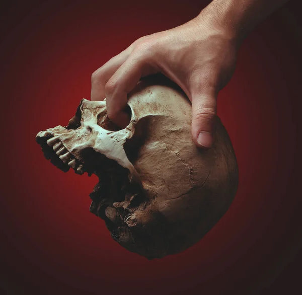 Hand Holding Skull Color Background — Stock Photo, Image