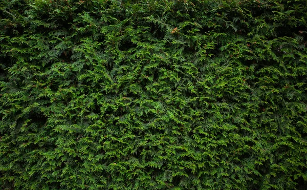 Grön Bakgrund Gran Grenar Vacker Och Naturlig — Stockfoto