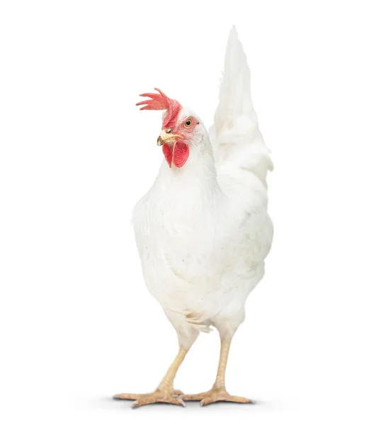 Chicken Looking Close Floor Isolated White — Stock Photo, Image