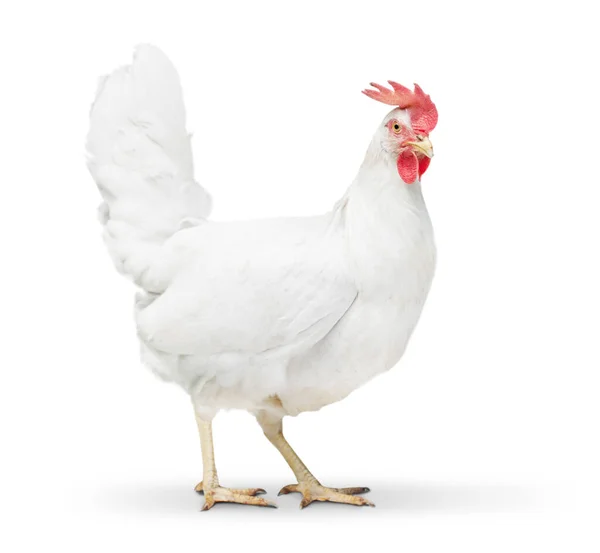 Chicken Looking Close Floor Isolated White — Stock Photo, Image