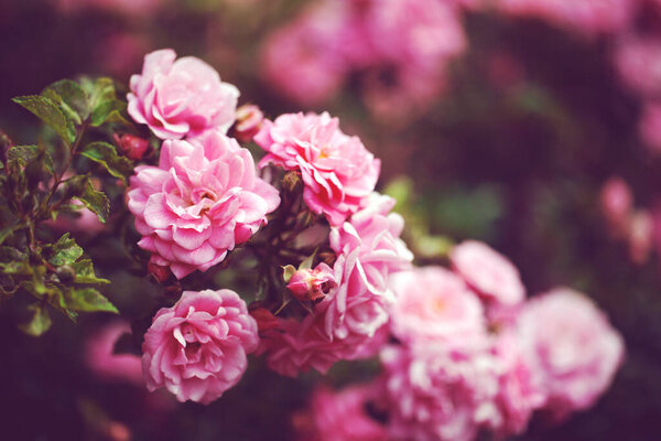 delicate flowering shrub with roses and wild rose