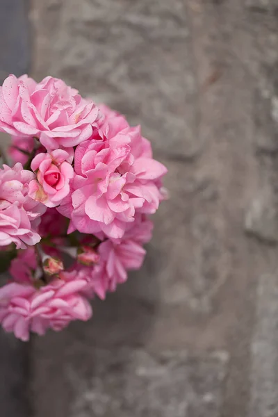 Zarter Blühender Strauch Mit Rosen Und Wildrose — Stockfoto