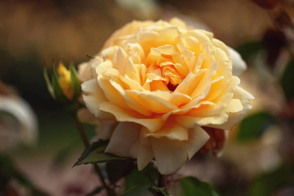 バラと野生のバラの繊細な開花低木 — ストック写真