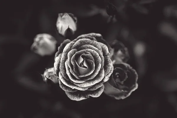 Strauch Von Schönen Rosen Auf Dem Hintergrund Der Blätter Romantische — Stockfoto
