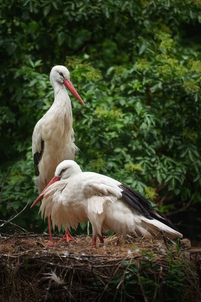 Family Storks Nest Little Chick — Stock Photo, Image