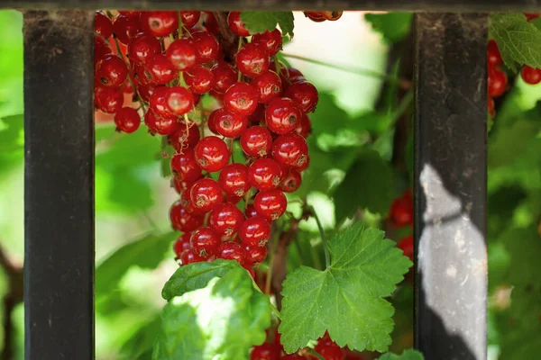 Ripe Berries Currant Green Bush Seasonal Vitamins — Stock Photo, Image