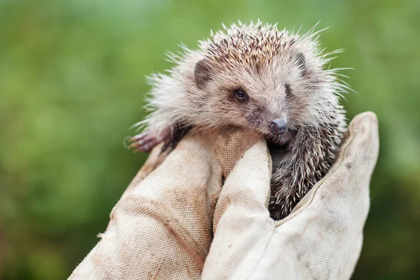 Meisje Met Een Kleine Egel Strakke Handschoenen — Stockfoto