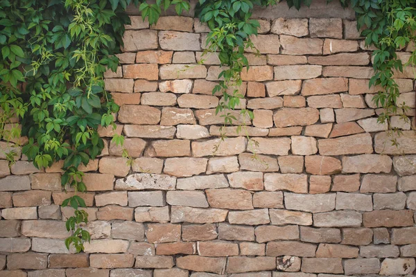 Bakstenen Muur Met Groene Bladeren Mooie Textuur — Stockfoto