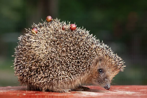 Foto Van Een Leuke Jonge Egel — Stockfoto