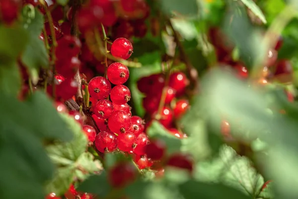 Ripe Berries Currant Green Bush Seasonal Vitamins — Stock Photo, Image