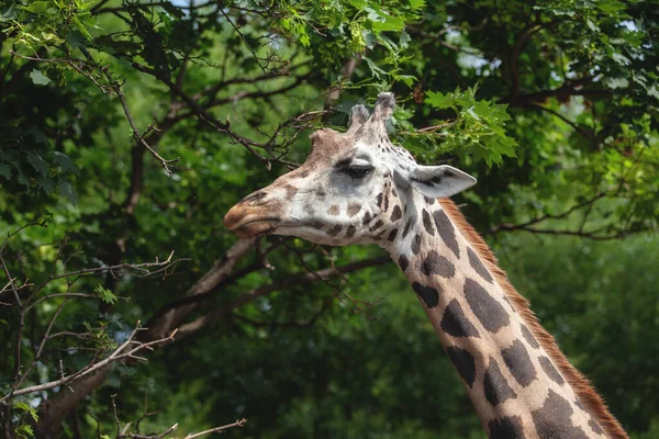 Porträt Einer Giraffe Auf Einem Hintergrund Von Bäumen Schöne Tiere — Stockfoto