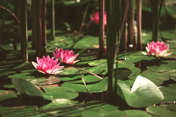 Pink Flower Water Lily Leaves Japanese Pond — Stock Photo, Image