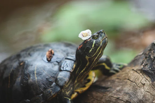 Kaplumbağa Kafasında Bir Çiçekle Bir Kütüğün Üzerinde Uzanıyor Temiz Havada — Stok fotoğraf