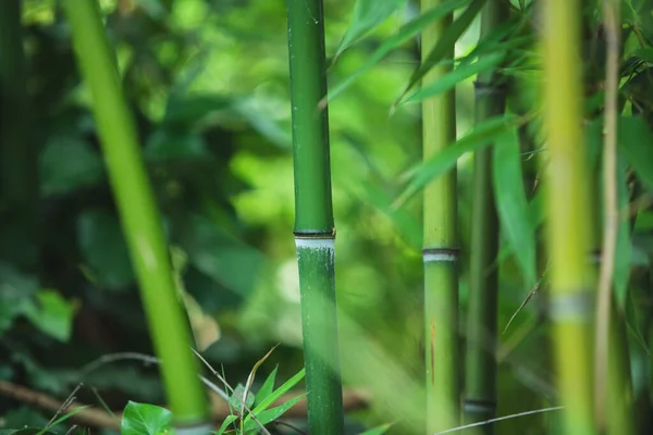 Yeşil Bambu Dokusu Güzel Yeşil Yapraklar Saplar — Stok fotoğraf