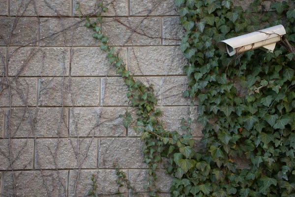 a gray brick wall with green ivy and wild grapes. green leaves