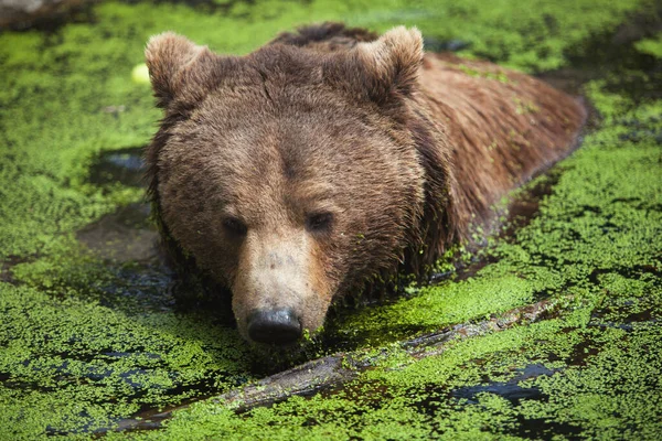 Brązowy Niedźwiedź Pływający Stawie Upalny Letni Dzień Piękno Dzikiej Przyrody — Zdjęcie stockowe