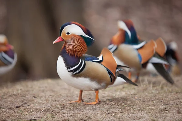 Beaux Canards Sauvages Marchant Dans Parc — Photo