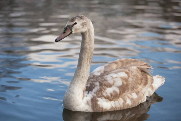 Retrato Belo Cisne Cinza Natureza — Fotografia de Stock