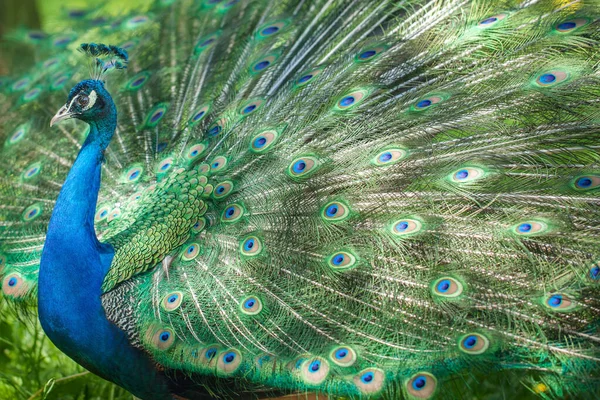 Pfauenporträt Schöner Schwanz Wunderschöner Vogel — Stockfoto