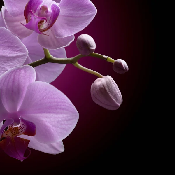 Magenta Orchid Black Background — Stock Photo, Image