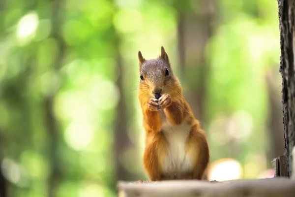 Red Squirrel Sits Green Wood Doff — Stock Photo, Image