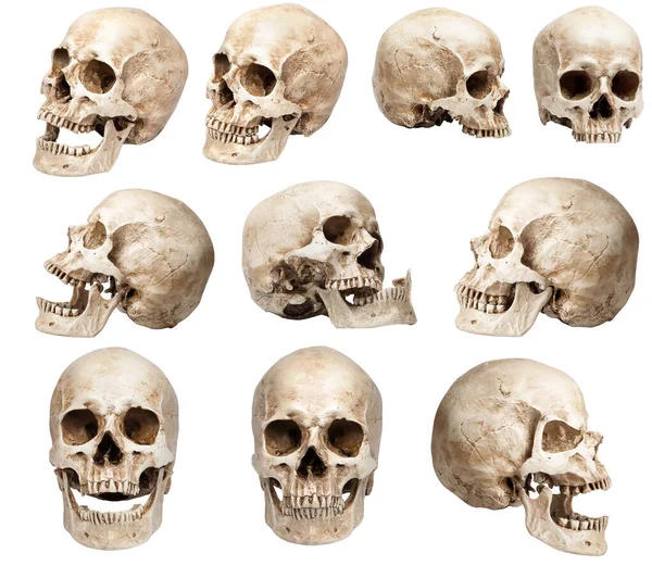 Conjunto Cráneos Humanos Diferentes Ángulos Aislado Sobre Fondo Blanco —  Fotos de Stock