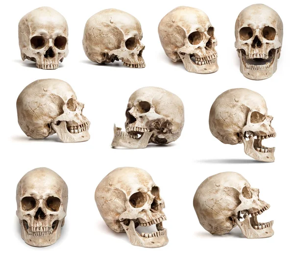 Set Human Skulls Different Angles Isolated White Background — Stock Photo, Image