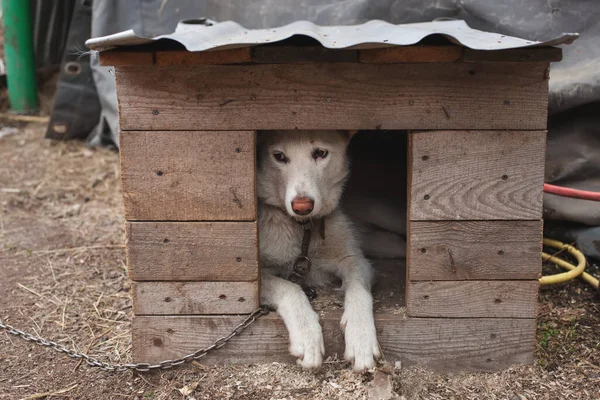 Beyaz Köpek Kutuda Oturuyor — Stok fotoğraf