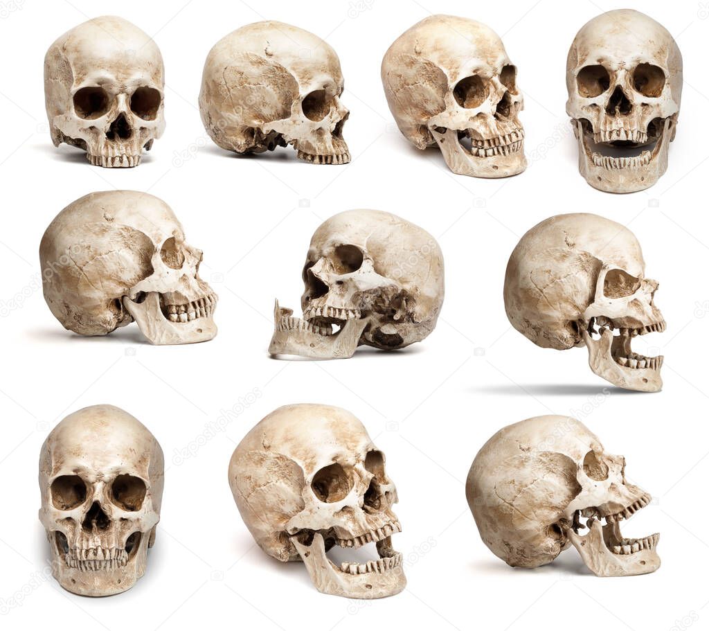 set of human skulls in different angles. Isolated on white background