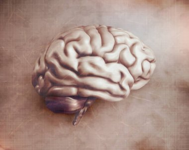 anatomik insan beyni, ağ vektörü, bilimsel makale tasarımı ve tıp kitapçığı