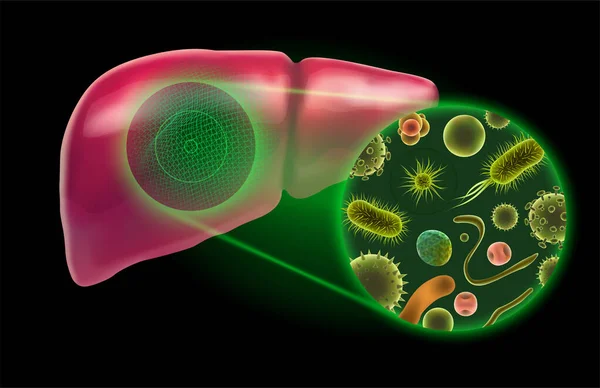 human liver. 3d vector. health and medicine