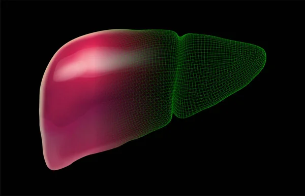 Векторный Набор Трехмерных Изображений Печени Человека — стоковый вектор