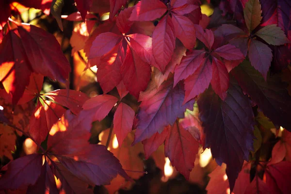 Warmen Herbst Hintergrund Eines Eisernen Zauns Mit Rot Orangen Blättern — Stockfoto