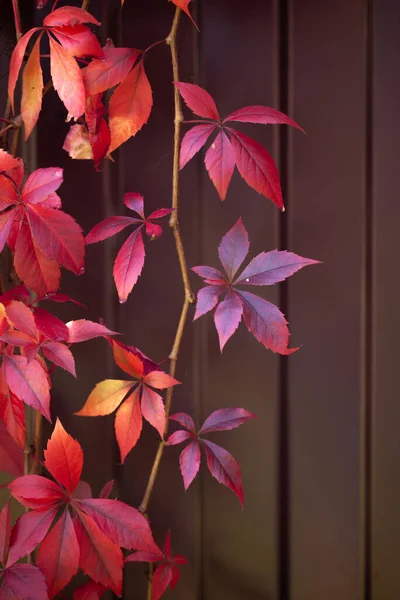 Warmen Herbst Hintergrund Eines Eisernen Zauns Mit Rot Orangen Blättern — Stockfoto