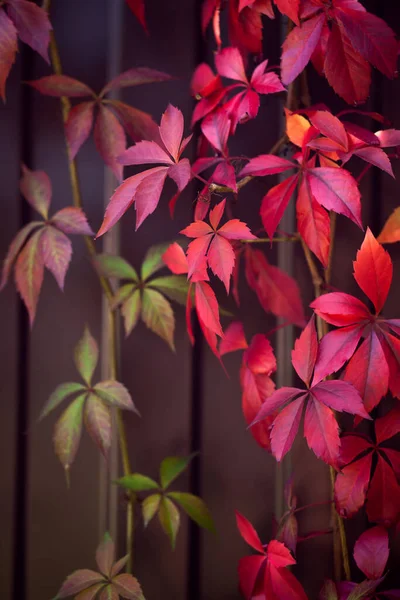 Ciepłe Jesienne Tło Żelaznego Ogrodzenia Pokrytego Czerwono Pomarańczowymi Liśćmi Dzikich — Zdjęcie stockowe