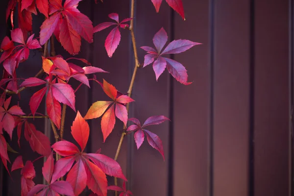 Warmen Herbst Hintergrund Eines Eisernen Zauns Mit Rot Orangen Blättern — Stockfoto