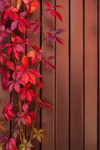 Warmen Herbst Hintergrund Eines Eisernen Zauns Mit Rot Orangen Blättern — Stockfoto