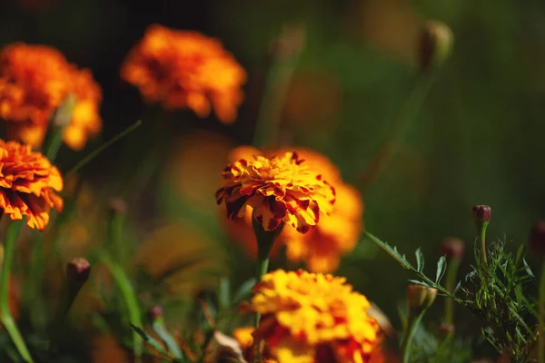 Las Flores Caléndula Son Color Naranja Amarillo Fondo Natural —  Fotos de Stock