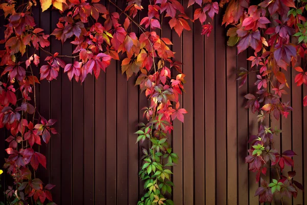 Fundo Quente Outono Uma Cerca Ferro Coberto Com Folhas Vermelho — Fotografia de Stock