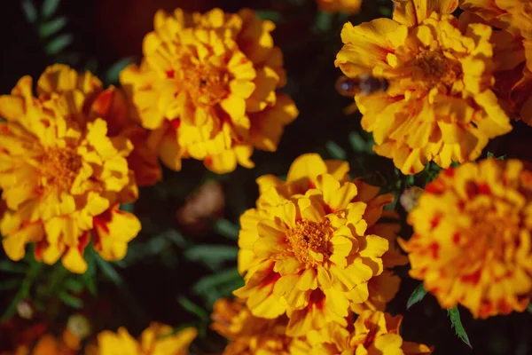 Las Flores Caléndula Son Color Naranja Amarillo Fondo Natural —  Fotos de Stock