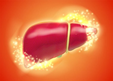 Uyuşturucu ve tıbbi haberler için vektör insan karaciğeri, hacim 3D organ