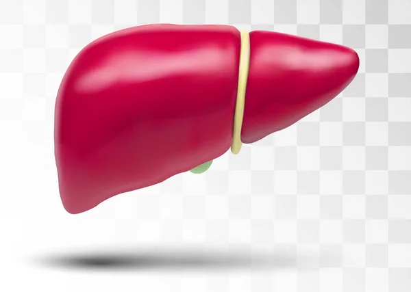Vector Hígado Humano Órgano Volumétrico Para Drogas Noticias Médicas — Archivo Imágenes Vectoriales