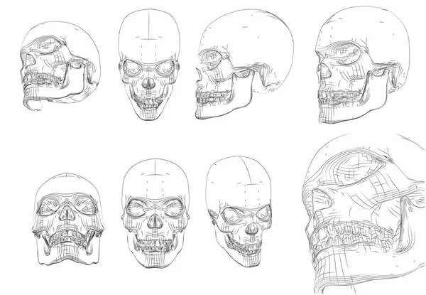 Vetor Crânio Humano Linhas Contorno Caminhos Fundo Branco —  Vetores de Stock