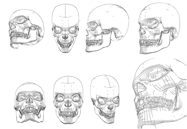 白地にベクトルセット 黒い線の人間の頭蓋骨 — ストックベクタ